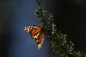 IUCN宣布：帝王蝶現在已成為瀕危物種