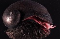 罕見深海鐵甲海螺 第一個因海底採礦而瀕危的物種