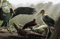 曾經飛越印尼「哈比人之島」的巨型鸛鳥