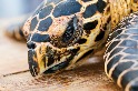 過去30年上百萬隻海龜遭非法捕殺 綠蠵龜和玳瑁占95%