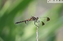 《臺灣研蟲誌》發表兩種秋蜓 褐頂蜻蜓為新紀錄種 歸功公民科學貢獻