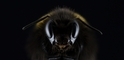 酷知識測驗：嗡嗡嗡~ 「蜂」狂是非題！