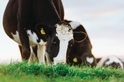 乳業大國紐西蘭對牛到底多執著? 從打嗝到牛奶指紋都要管！
