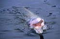 香港的白海豚正被噪音汙染淹沒
