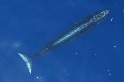新種鯨魚才剛被發現，就已瀕臨絕種