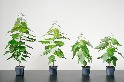 基改白楊樹多吸收27%二氧化碳 美新創公司打算今年種400萬株「超級樹木」
