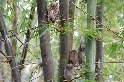 竹林中的鳴角鴞