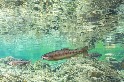 櫻花鉤吻鮭復育有成 野外數量達1.5萬尾創新高
