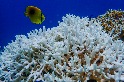 全球海洋陷低氧危機 臺灣東沙環礁、太平島海域呈中重度缺氧