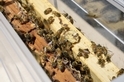 溫室瓜果蜜粉源不足 臺大開發「無蜂王」授粉技術領先全球