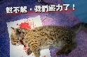 南投出現全臺首起石虎貓殺 專家推測原因：貓科動物間競爭行為