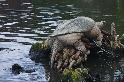 來見見「胖胖龍」，一隻在網上名聲響叮噹的擬鱷龜