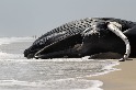 美東岸接連擱淺死亡鯨魚，真相依然成謎