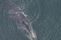 纏繞成鯨魚第二大死因 美國研發「無繩」捕龍蝦漁具
