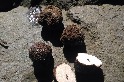 臺東發現新種黑松露 臺灣地松露中分布海拔最低