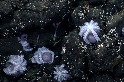 發現罕見章魚「育嬰房」，科學家驚嘆連連！
