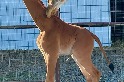 美國動物園迎來超罕見無斑長頸鹿寶寶