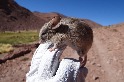 火星般的惡劣環境 智利海拔6700公尺高山發現老鼠「木乃伊」