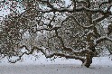 嚴冬中的日本槭