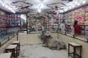 印度瓦拉那西商店裡的牛