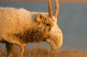 這種長鼻子羚羊曾經幾乎滅絕。20年後，牠們正在茁壯成長
