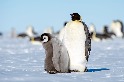 近南極小島首見禽流感 專家：威脅瀕危企鵝等物種生存