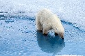 全球首例！ 阿拉斯加北極熊證實死於禽流感