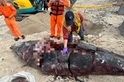 綠島罕見鯨豚疑遭人切割 部分肉塊遺失海保署展開調查