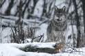 保育地位降不降？ 歐洲「狼來了」 21世紀的大野狼結局未卜