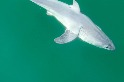這可能是人類首次拍到新生大白鯊