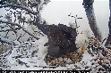 白頭海鵰巢位直播萬人關注 歷經加州暴雪孵蛋62小時破紀錄