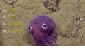 發現海底紫色大眼萌「章魚哥」　科學家直呼可愛！