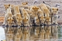 獅子飲水