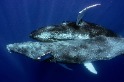 史上首張座頭鯨交配照片， 雙方都是雄性！