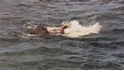 亞洲象的奇幻漂流––看斯里蘭卡海軍拯救漂浮於外海的大象