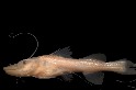 這種亞馬遜巨鯰會進行世界上最長的淡水魚遷徙