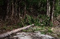 研究：不只震斷樹 地震改變森林水文 影響可達20年