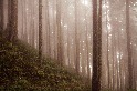 霧濛濛的奧勒岡森林