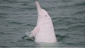 正視粉紅海豚消失問題