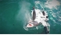 罕見畫面：目擊虎鯨群獵殺小鬚鯨