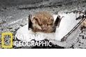 罕見畫面：藏在「雪洞」中冬眠的蝙蝠