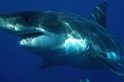 酷知識測驗：「鯊很大」的鯊魚是非題