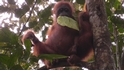 新發現：紅毛猩猩竟然到了這年紀還喝奶？