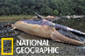 縮時攝影：337頭鯨魚的腐爛過程