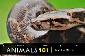 101動物教室：蟒蛇大解密！