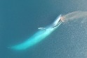 罕見畫面：空拍藍鯨進食秀