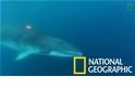 「鯨魚視角」神秘南極小鬚鯨首度背上攝影機