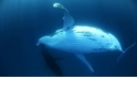 座頭鯨的海中芭蕾
