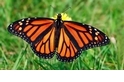 【動物好朋友】帝王斑蝶(Monarch butterfly)