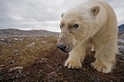 北極熊因應氣候變遷的四種方法